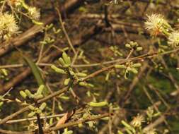 Image of Alangium salviifolium (L. fil.) Wangerin