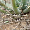 Aloe krapohliana Marloth resmi