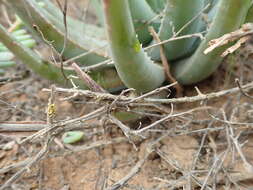 Aloe krapohliana Marloth resmi