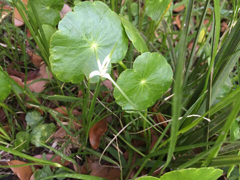 Image of starrush whitetop