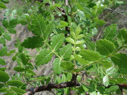 Sivun Bursera glabrifolia (Kunth) Engl. kuva