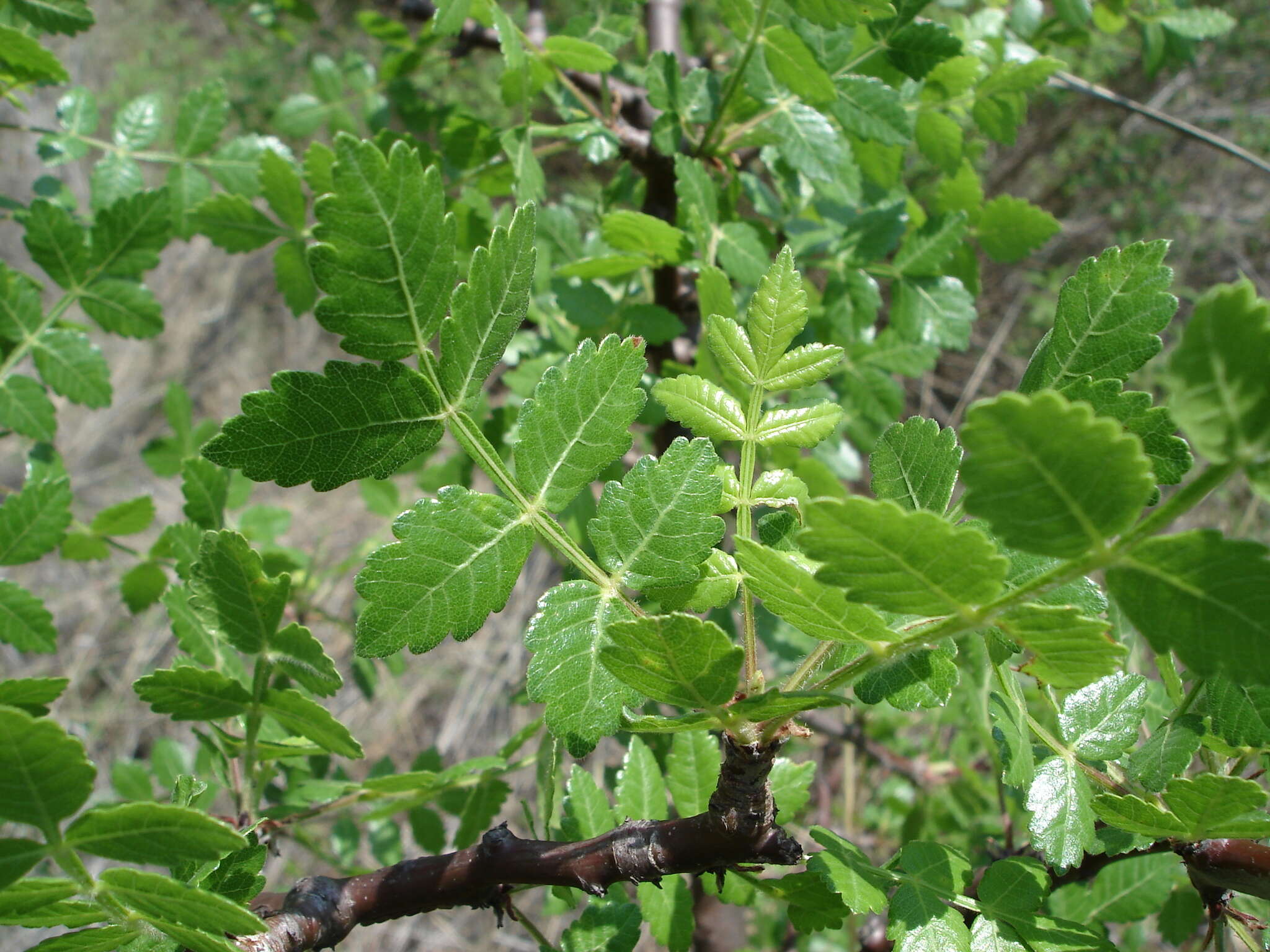 Image of Bursera glabrifolia (Kunth) Engl.