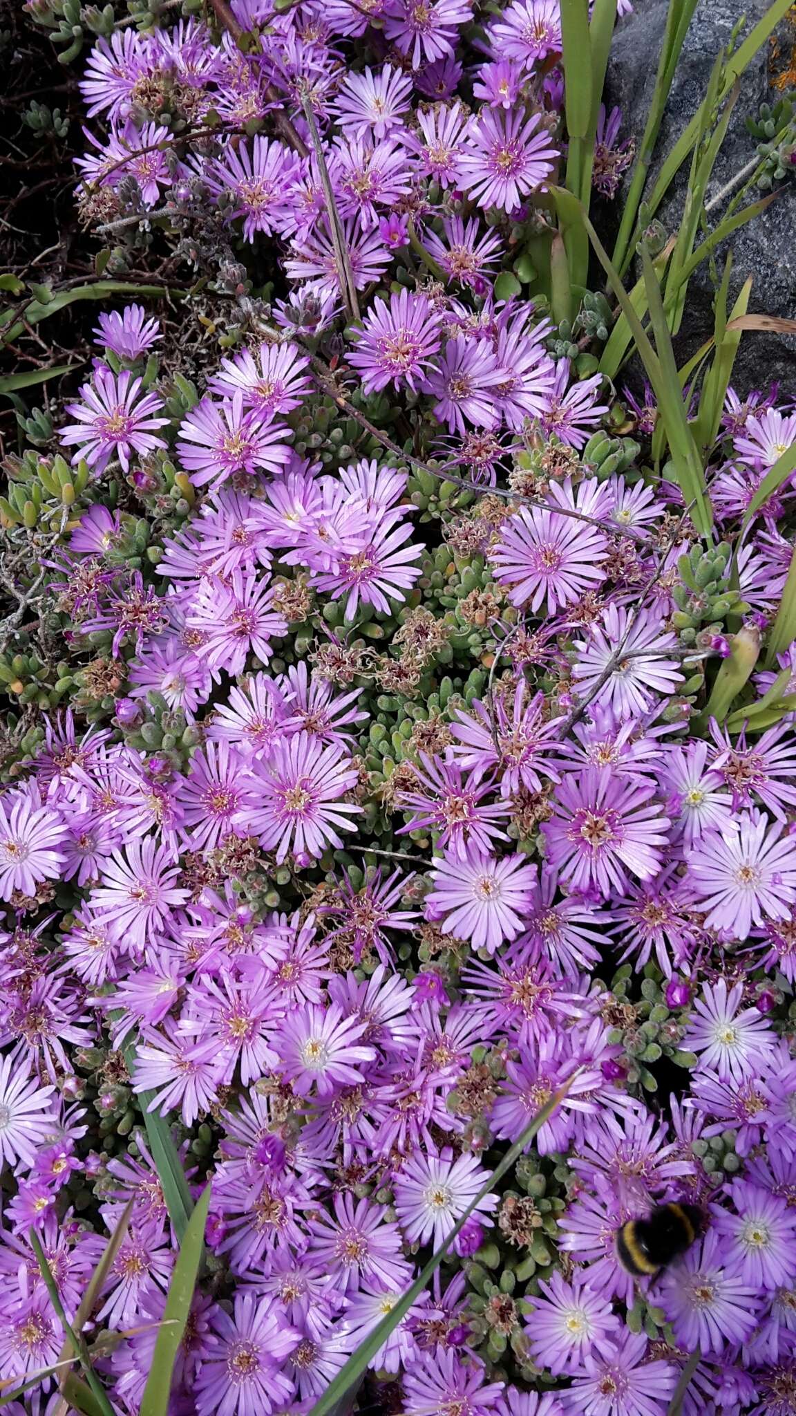 Image of showy dewflower