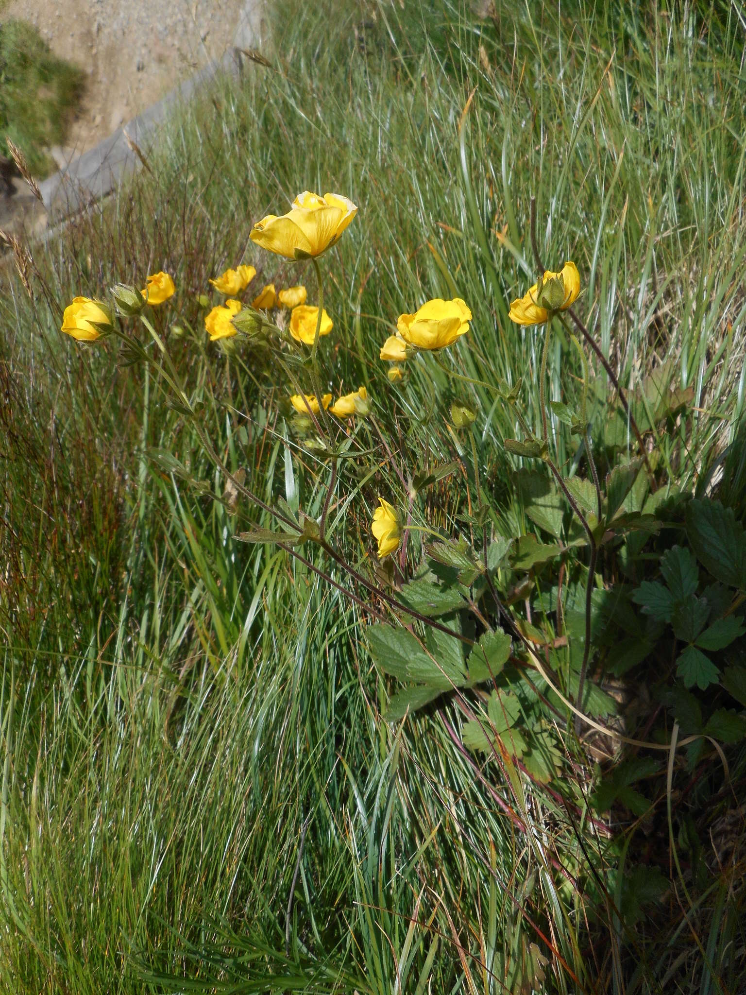 Image de Potentille à grandes fleurs