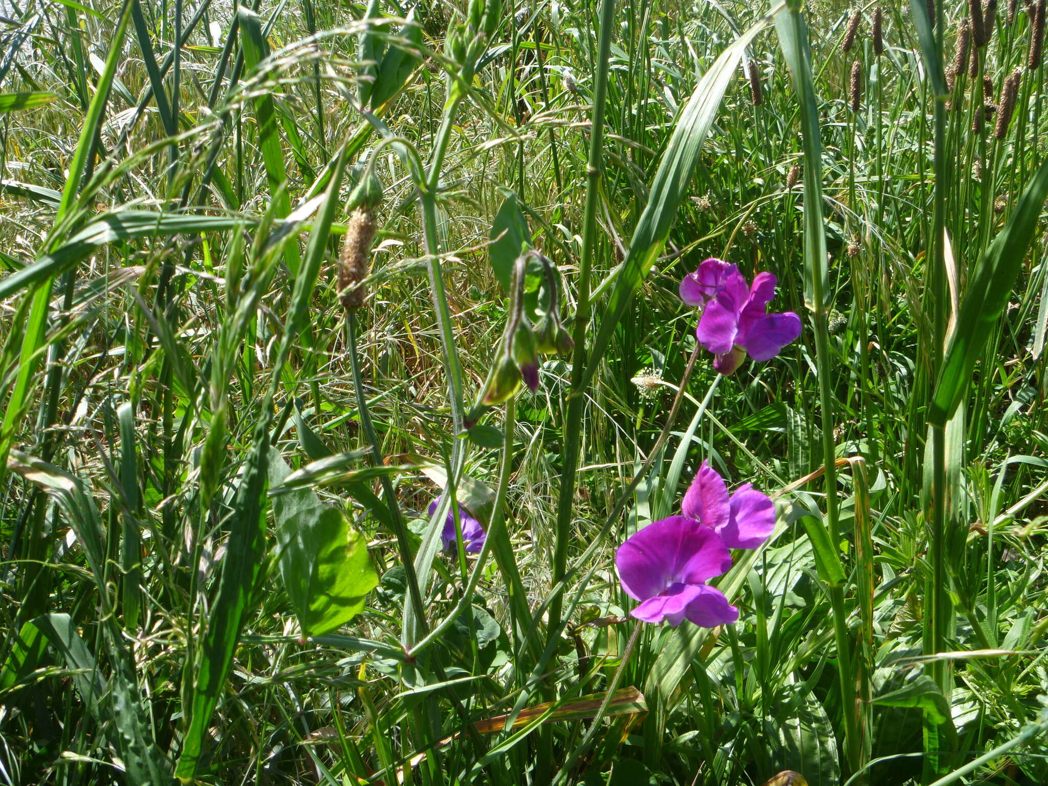 Image of Sweet Pea