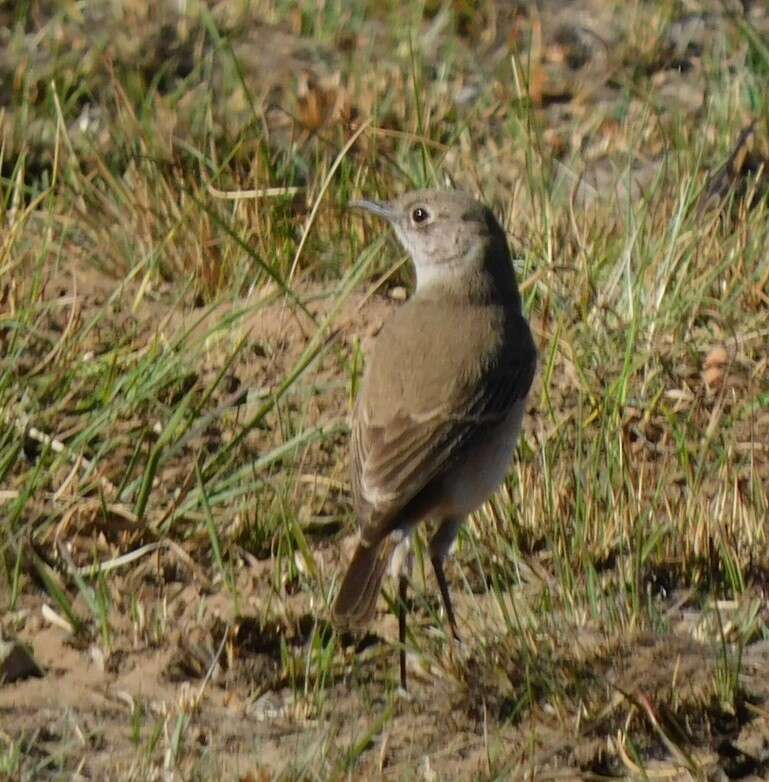 Image of Oenanthe familiaris actuosa (Clancey 1966)