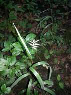 Image of Eastern Bottle-Brush Grass