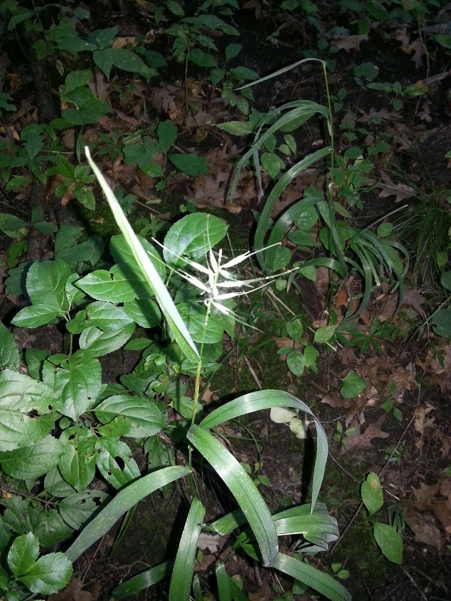 Image of Eastern Bottle-Brush Grass