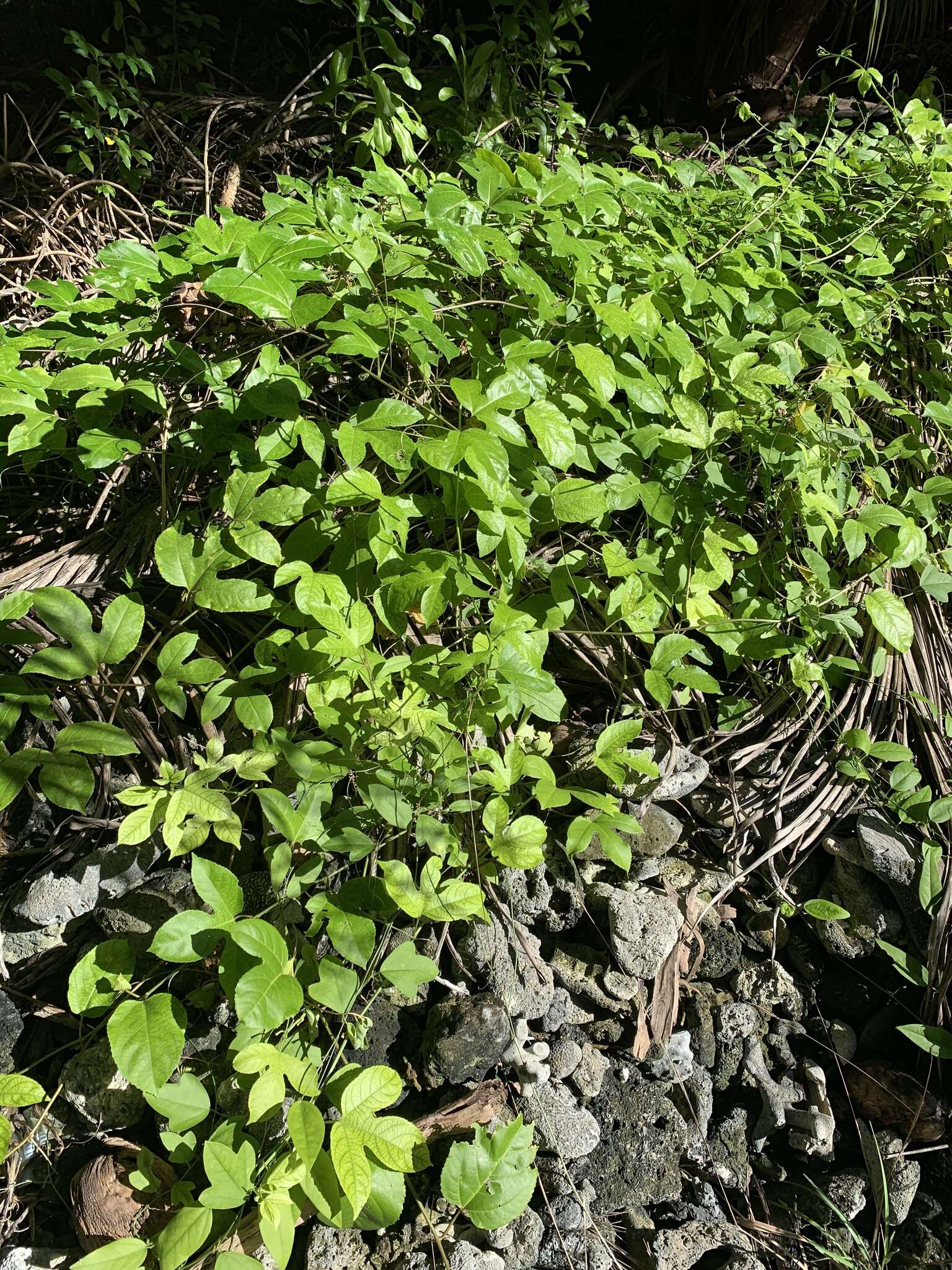 Слика од Passiflora edulis flavicarpa Deg.