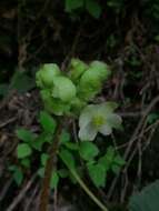 Слика од Begonia monophylla Pav. ex A. DC.