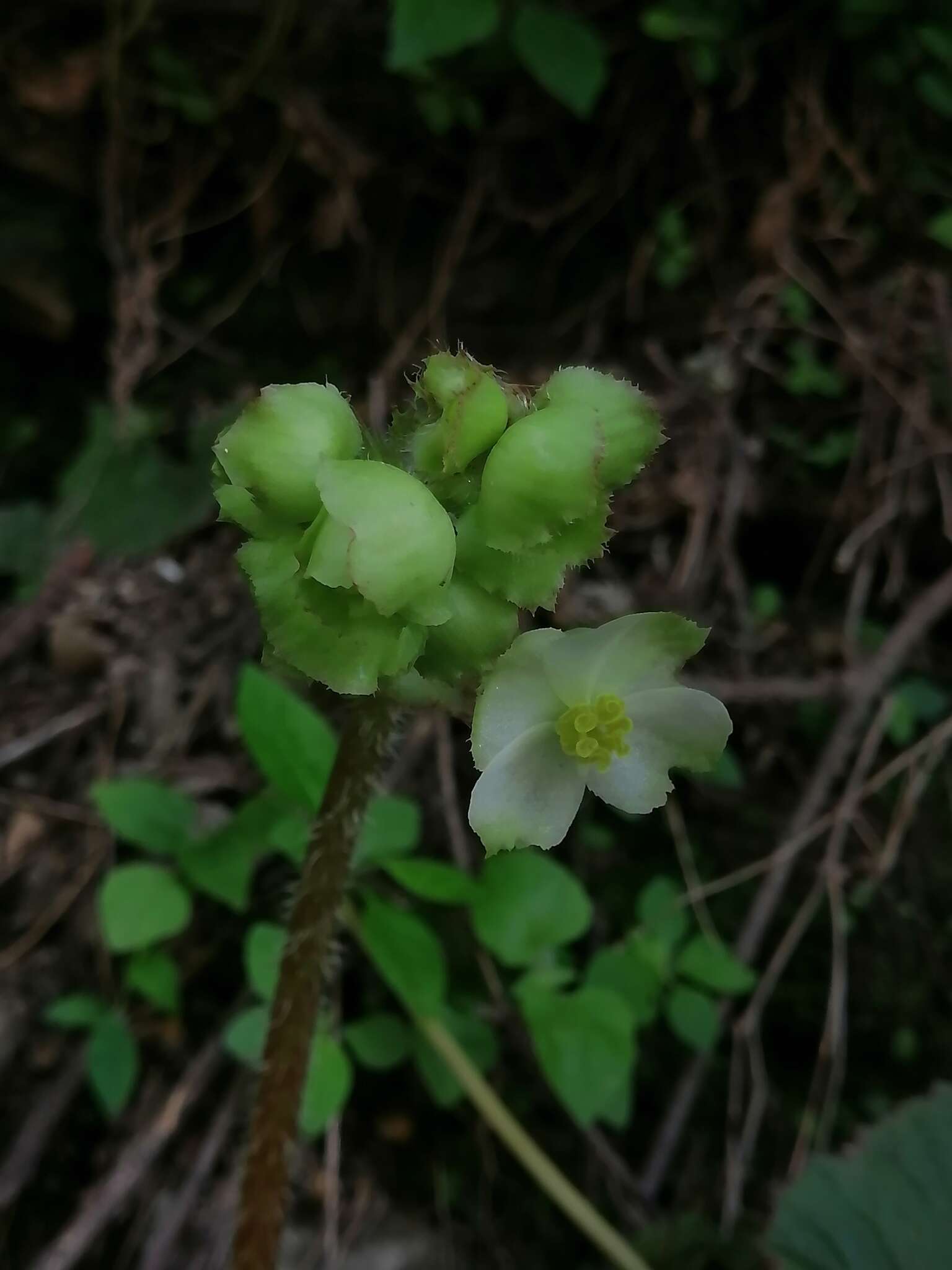 Слика од Begonia monophylla Pav. ex A. DC.