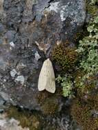 Image of Spilosoma obliqua Walker 1855