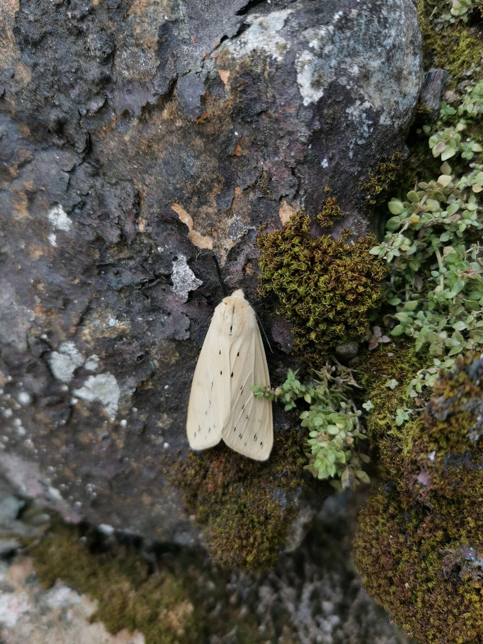 Image of Spilosoma obliqua Walker 1855