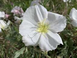 Imagem de Oenothera albicaulis Fras.