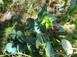 Image of Cerinthe minor subsp. auriculata (Ten.) Domac