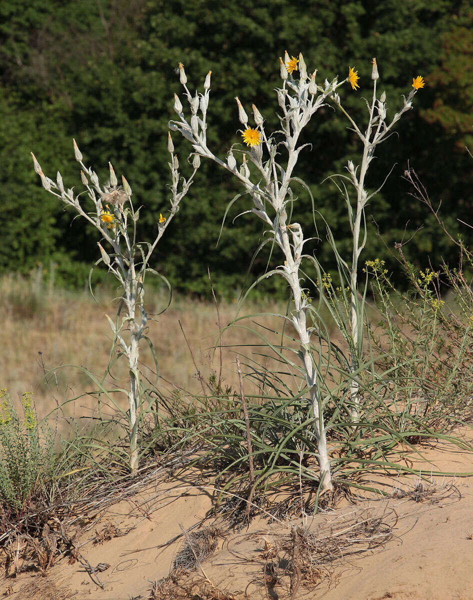 Image of Tragopogon tanaiticus Artemczuk