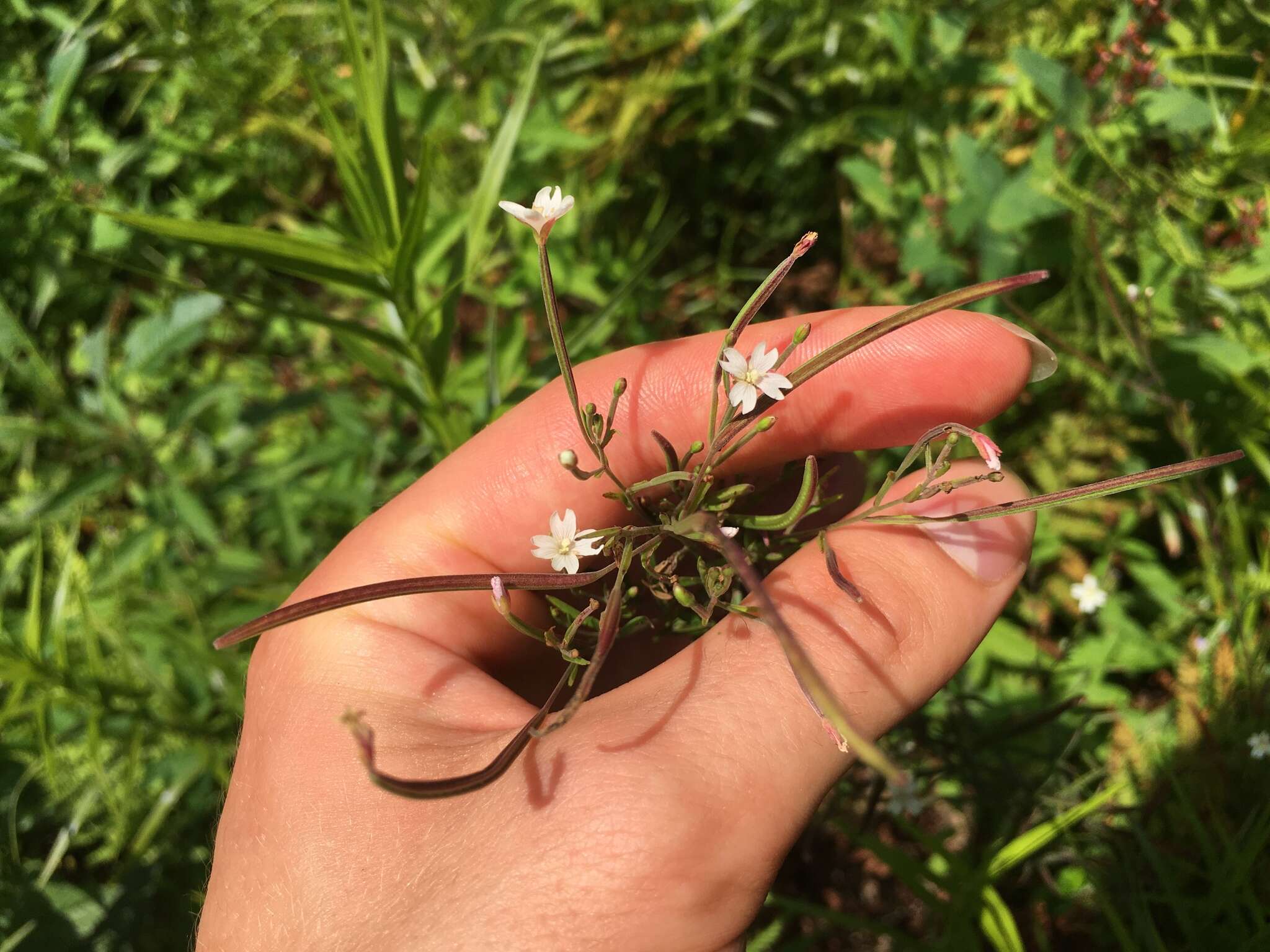 Слика од Epilobium leptophyllum Rafin.