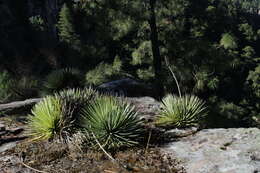 Image of Agave rzedowskiana P. Carrillo, Vega & R. Delgad.