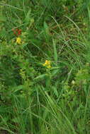 Image of Solidago spiraeifolia var. cuprea (Juz.) V. Yu. Barkalov