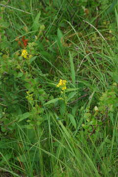 Image of Solidago spiraeifolia Fisch. ex Herder