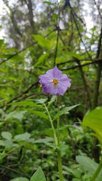 Solanum demissum Lindl.的圖片