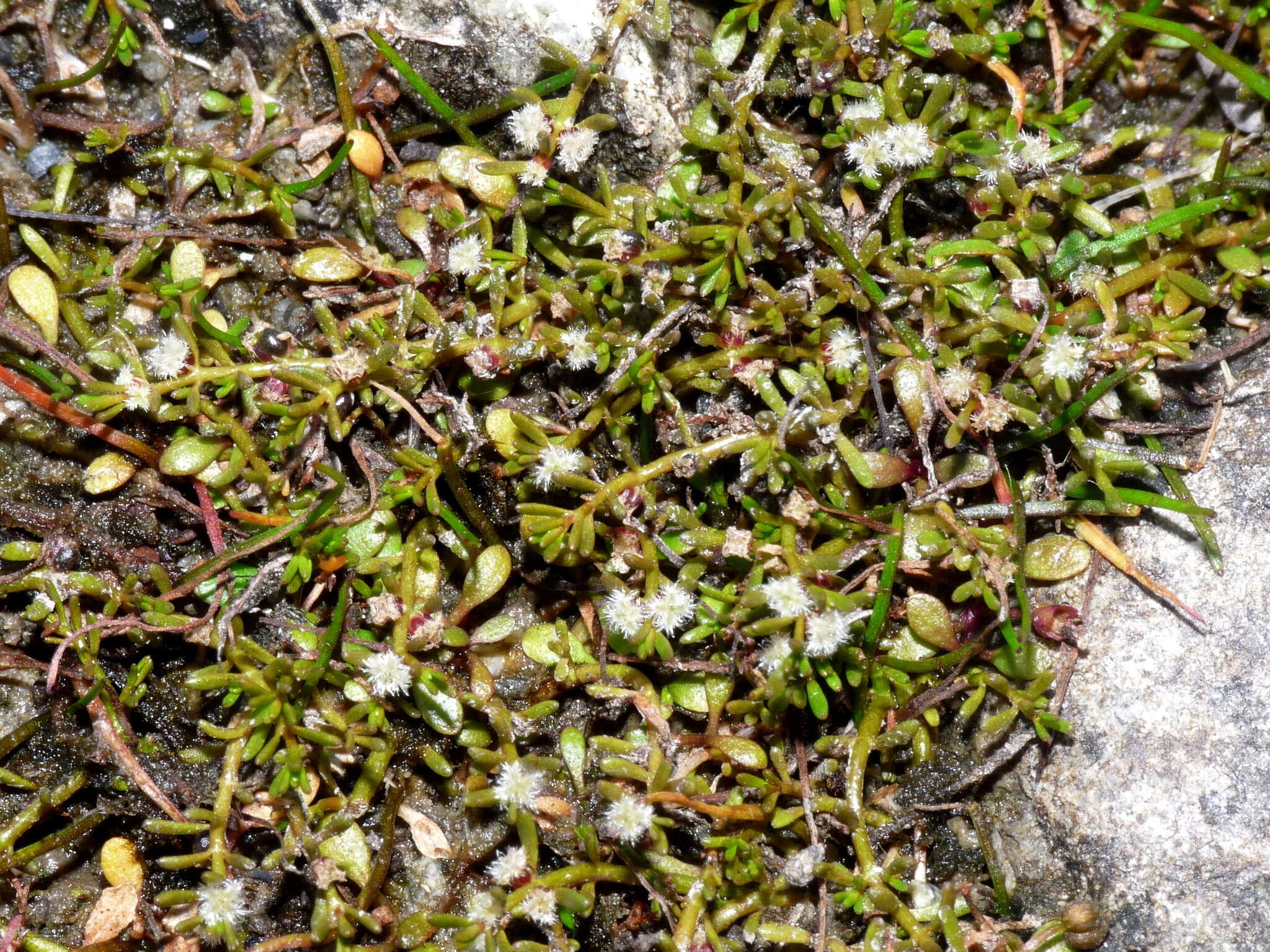 Image of Myriophyllum votschii Schindl.