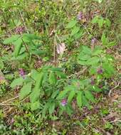 Image of Vicia venosa (Link) Maxim.