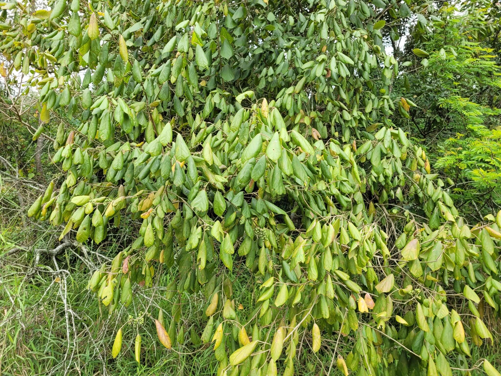 腺貭山麻桿的圖片