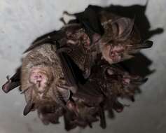Image of Eastern Horseshoe Bat