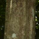 Image of Drypetes oblongifolia (Bedd.) Airy Shaw