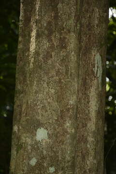 Image of Drypetes oblongifolia (Bedd.) Airy Shaw