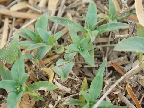 Image of prairie Mexican clover