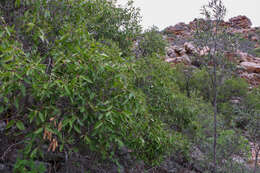 Image of Cassine peragua subsp. affinis (Sond.) R. H. Archer