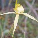 Image of Caladenia xanthochila D. Beards. & C. Beards.