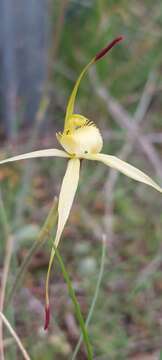 Image of Caladenia xanthochila D. Beards. & C. Beards.