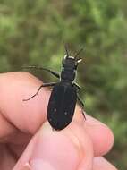 Image of Cicindela (Cicindelidia) obsoleta vulturina Le Conte 1853