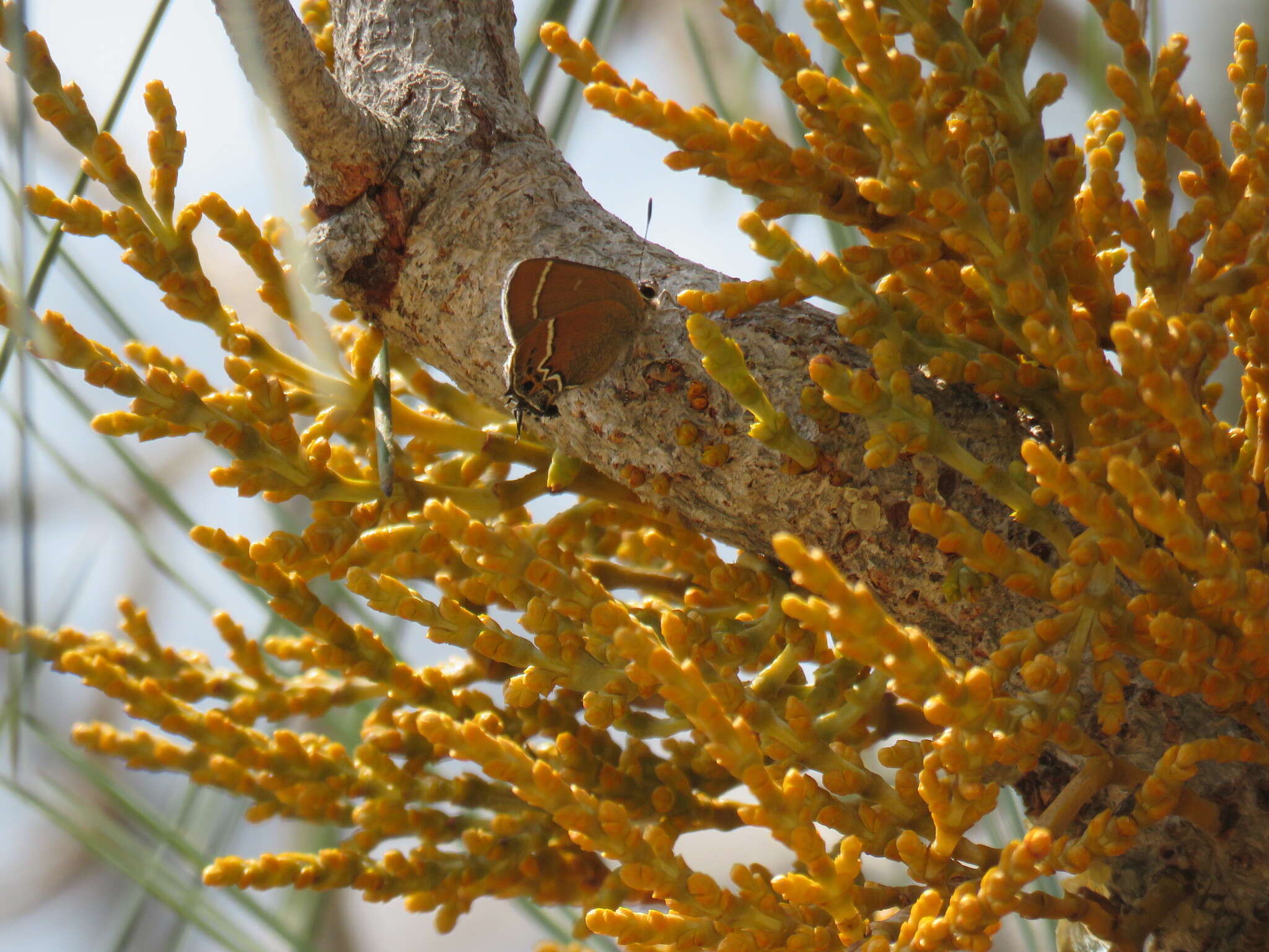 Image of western dwarf mistletoe