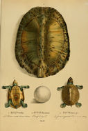 Image of Geoffroy's Sideneck Turtle