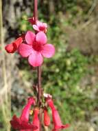 Image de Penstemon superbus A. Nels.