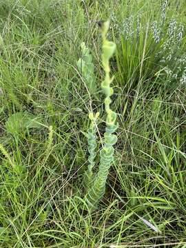 Image of Lopholaena segmentata (Oliv.) S. Moore