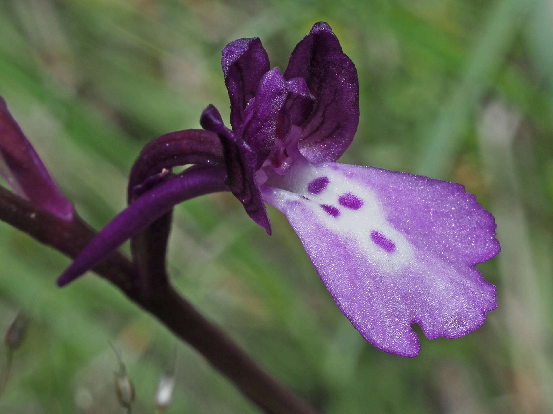 Image of Anacamptis boryi (Rchb. fil.) R. M. Bateman, Pridgeon & M. W. Chase