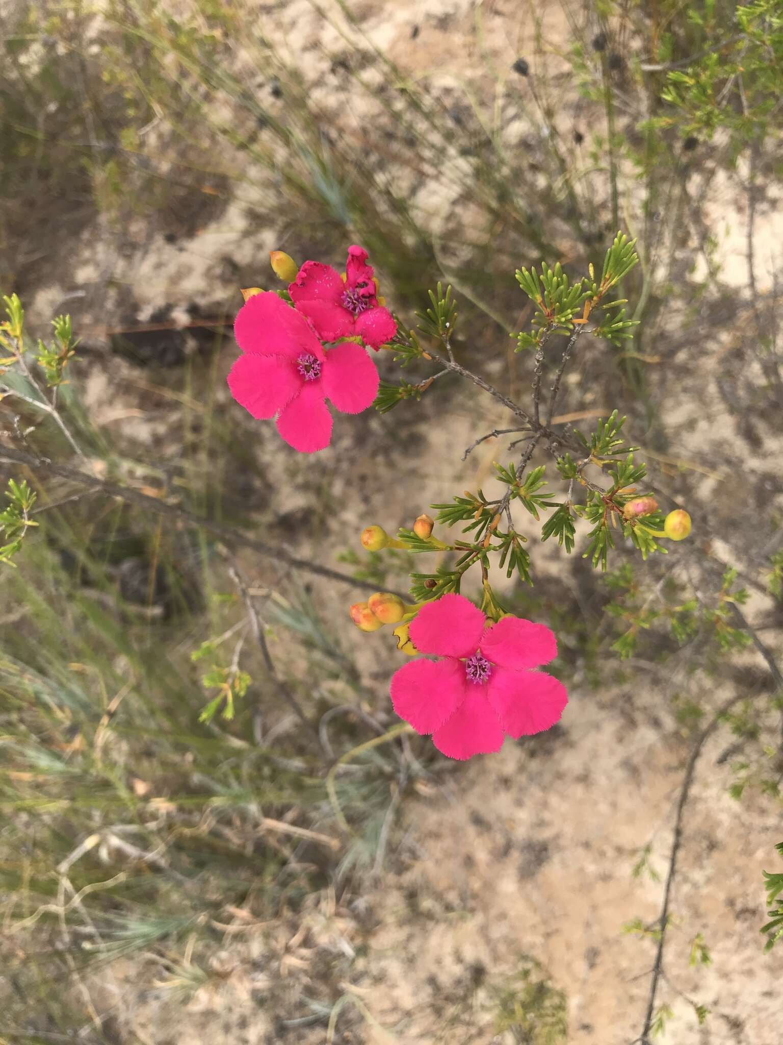 Sivun Pileanthus filifolius Meissn. kuva