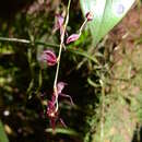 Imagem de Pleurothallis suspensa Luer