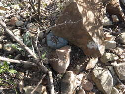 Image of lophophora