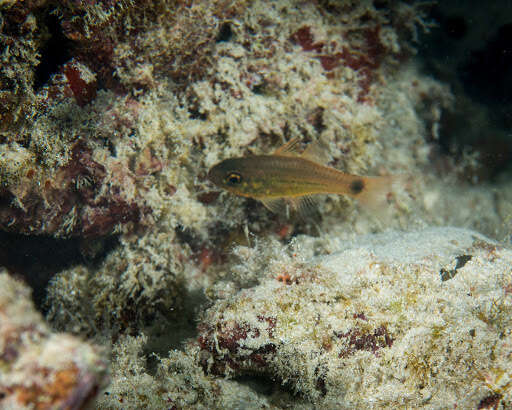 Image of Spotted cardinalfish