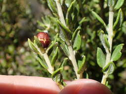 Image of Phylica fruticosa Schltr.