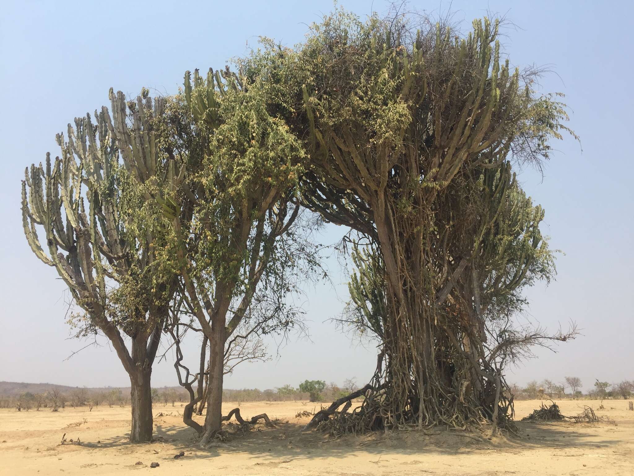 Image of Common Cadelabra tree