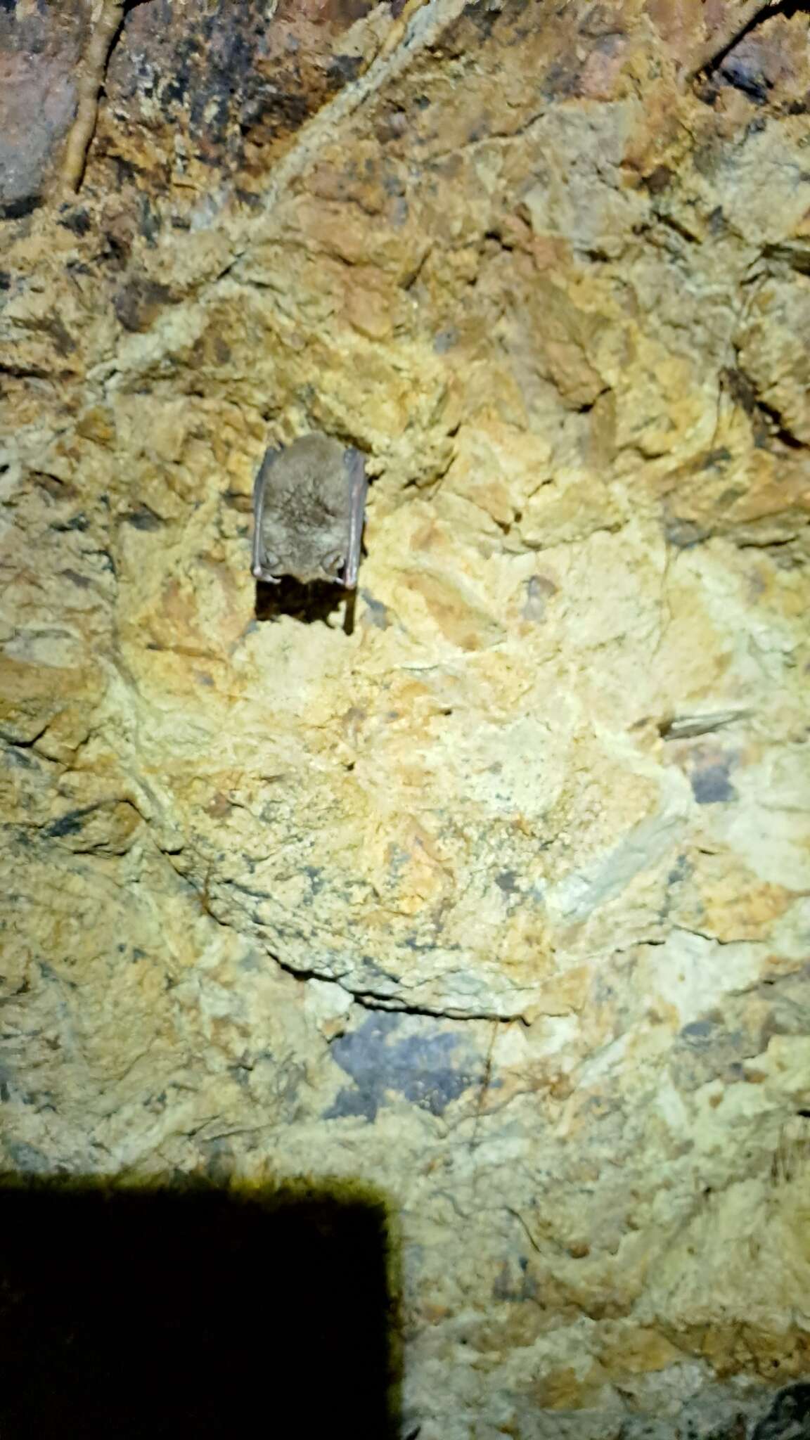 Image of Eastern Horseshoe Bat