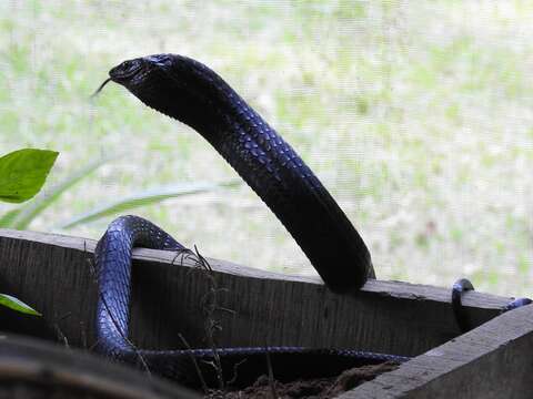 Image of Yellow-throated Bold-eyed Tree snake