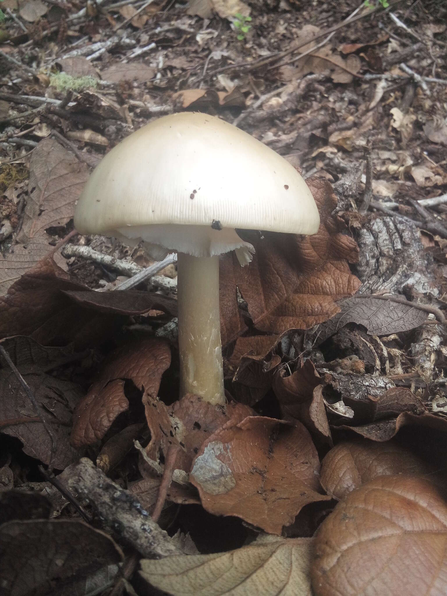 Image of Amanita arocheae Tulloss, Ovrebo & Halling 1992